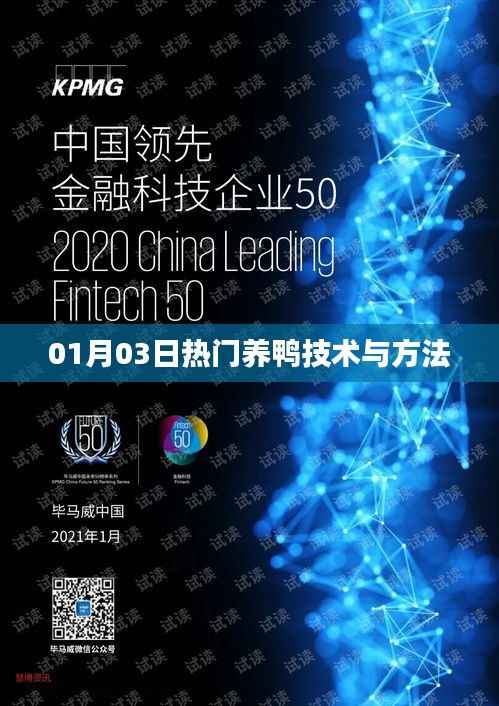 最新养鸭技术与方法,助你成功养殖鸭子!